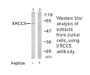 Product image for XRCC5 Antibody