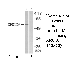 Product image for XRCC6 Antibody