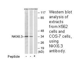 Product image for NKX6.3 Antibody