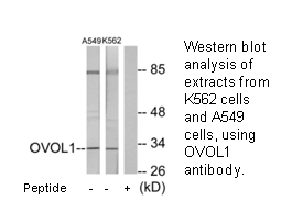 Product image for OVOL1 Antibody