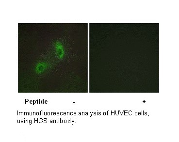 Product image for HGS Antibody