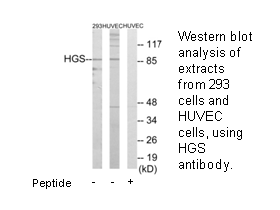 Product image for HGS Antibody