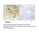 Product image for PDZD2 Antibody