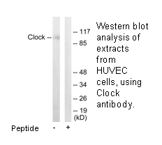 Product image for Clock Antibody