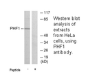 Product image for PHF1 Antibody
