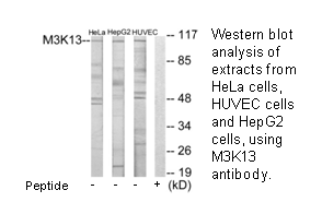 Product image for M3K13 Antibody