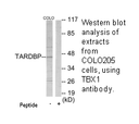 Product image for TBX1 Antibody