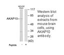 Product image for AKAP10 Antibody