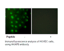 Product image for AKAP8 Antibody