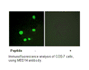 Product image for MED14 Antibody