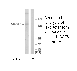 Product image for MAST3 Antibody