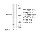 Product image for HBP1 Antibody