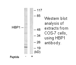 Product image for HBP1 Antibody