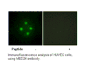 Product image for MED24 Antibody