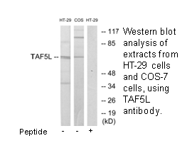 Product image for TAF5L Antibody