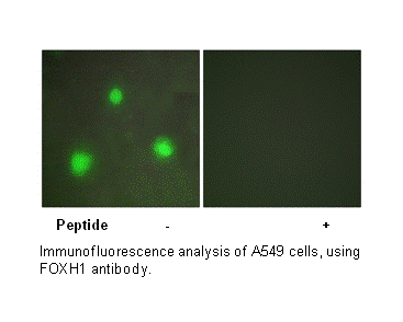 Product image for FOXH1 Antibody