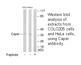 Product image for Caper Antibody