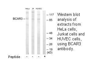 Product image for BCAR3 Antibody
