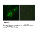 Product image for AKAP3 Antibody