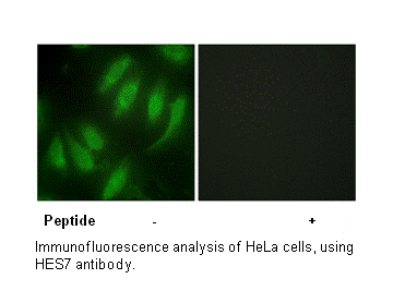 Product image for HES7 Antibody