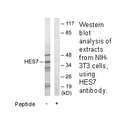 Product image for HES7 Antibody