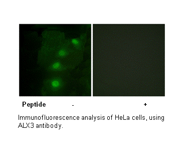 Product image for ALX3 Antibody