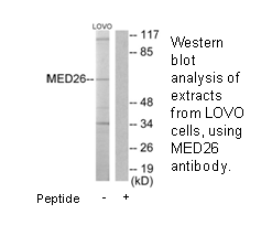 Product image for MED26 Antibody