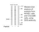 Product image for SIX6 Antibody