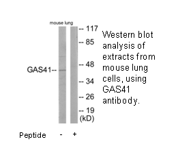 Product image for GAS41 Antibody