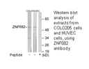 Product image for ZNF682 Antibody