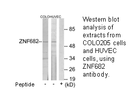Product image for ZNF682 Antibody