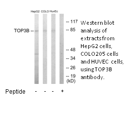 Product image for TOP3B Antibody