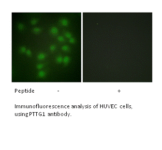 Product image for PTTG1 Antibody