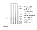 Product image for PTTG1 Antibody