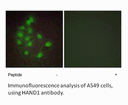 Product image for HAND1 Antibody
