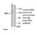 Product image for ABL1 Antibody
