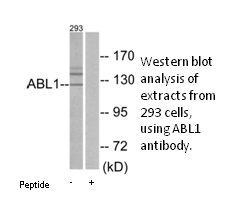 Product image for ABL1 Antibody