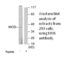 Product image for MOS Antibody