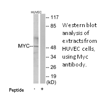 Product image for MYC Antibody