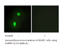 Product image for hnRNP C1/C2 Antibody