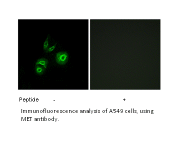 Product image for MET Antibody