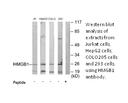 Product image for HMGB1 Antibody