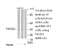 Product image for TACD2 Antibody