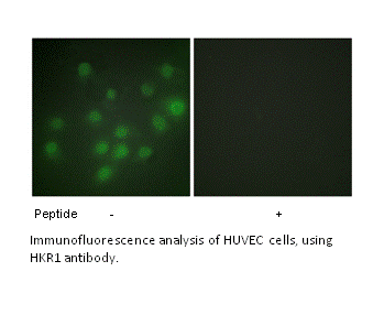 Product image for HKR1 Antibody