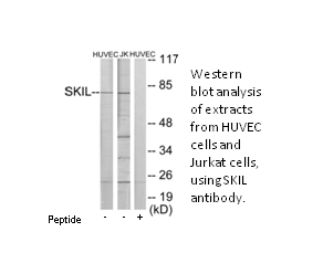 Product image for SKIL Antibody