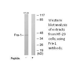 Product image for Fra-1 Antibody