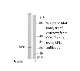 Product image for SPI1 Antibody