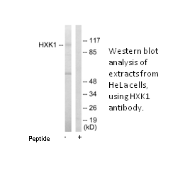 Product image for HXK1 Antibody