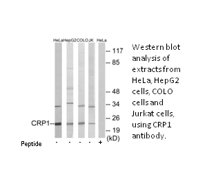 Product image for CRP1 Antibody