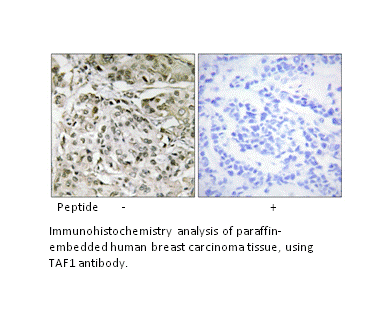 Product image for TAF1 Antibody